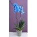 Блакитна - Синя орхідея 2 стовбури